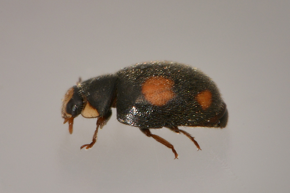 Coccinellidae: Platynaspis luteorubra